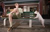 Отель для собак (Hotel for Dogs)