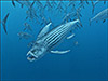 Чудища морей 3D: Доисторическое приключение (Sea Monsters: A Prehistoric Adventure)