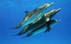 Дельфины и киты 3D (Dolphins and Whales 3D: Tribes of the Ocean)