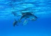 Дельфины и киты 3D (Dolphins and Whales 3D: Tribes of the Ocean)